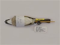 藏品(白頭翁)的圖片